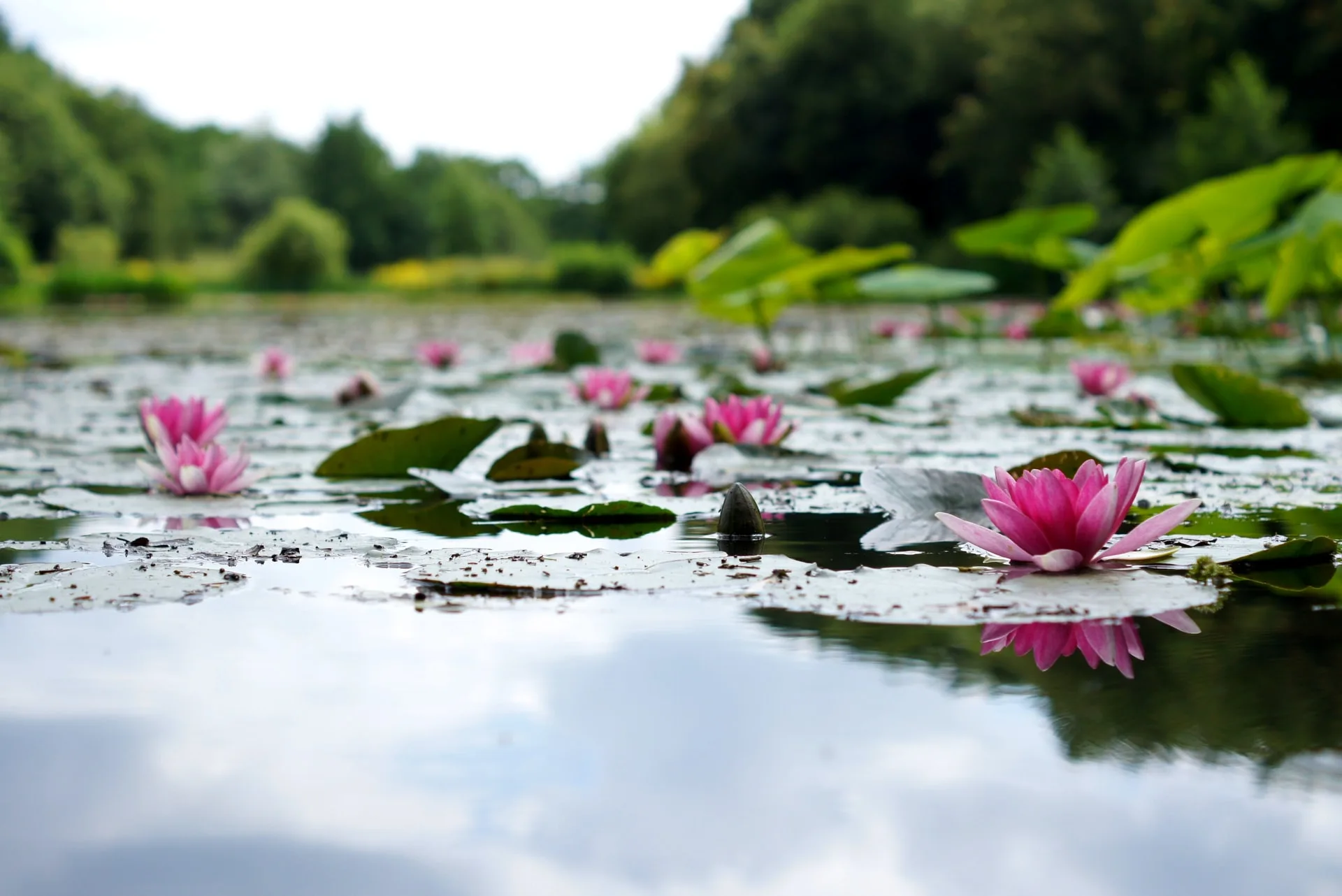lotus